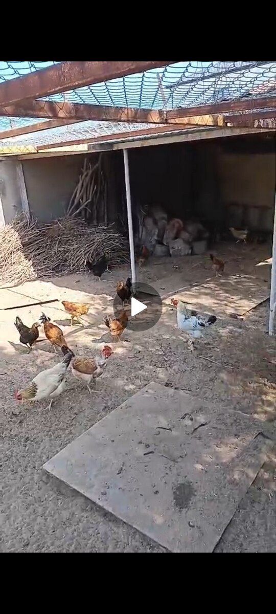 Toyuqlar və xoruzlar — Quşlar, Bakı (3)