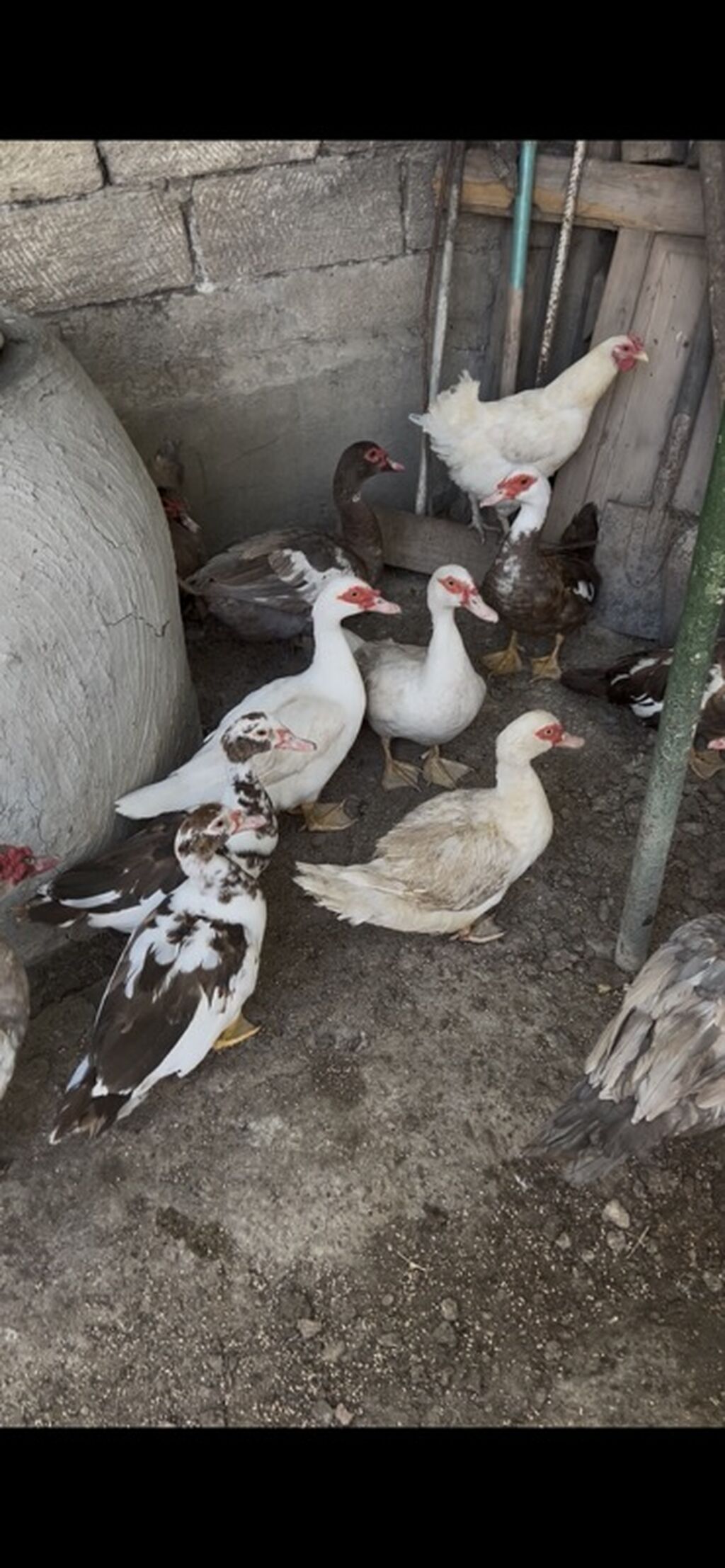 Muscovy ördəkləri (indoqa) – müxtəlif rənglərdə sürü - Növ — Digərləri, Sanqaçal (3)