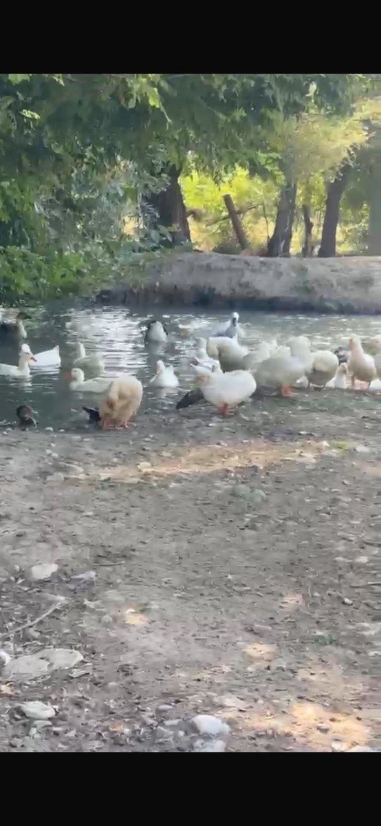Pekin ördəyi və qazı — Quşlar, Oğuz (3)
