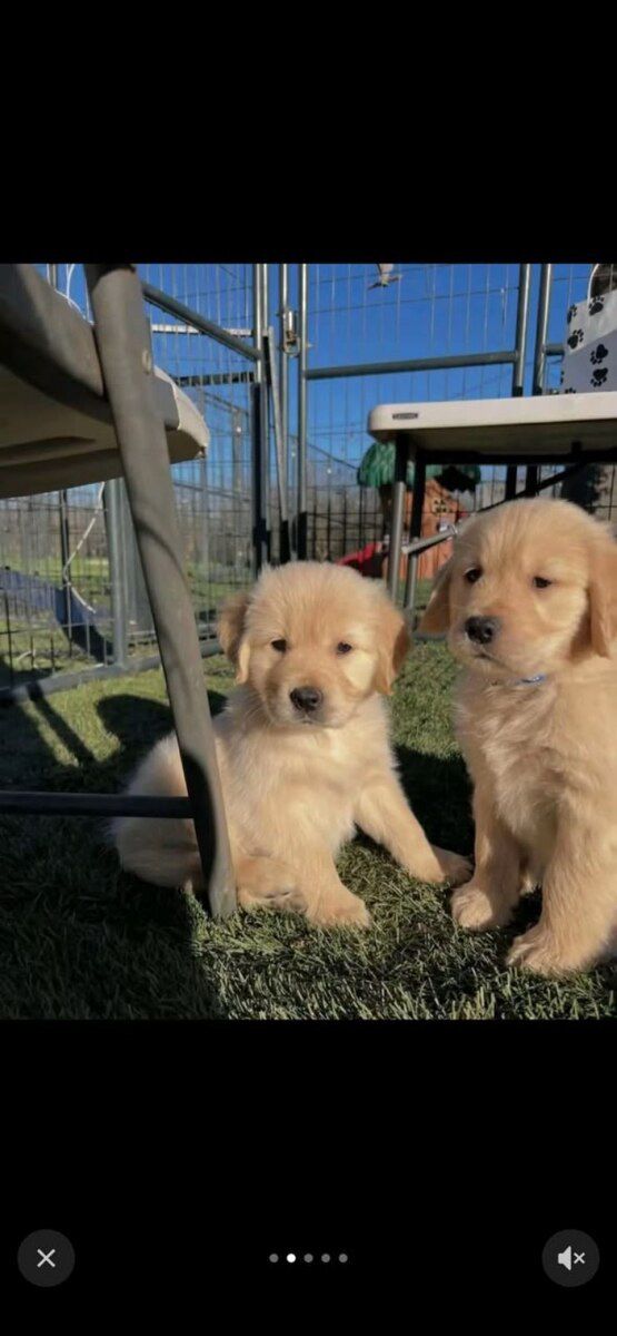 Labrador Retriver balaları — Köpəklər, Bakı (2)