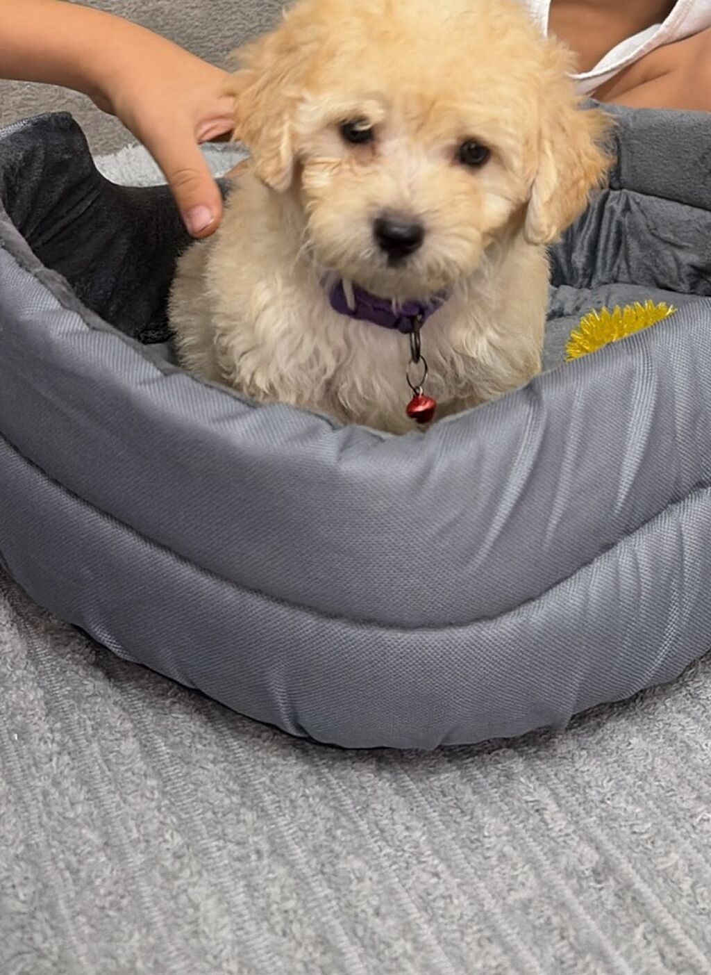 Maltipoo balası – krem rəngli, qıvırcıq tüklü, kiçik ölçülü ev iti — Digər, Digah (4)