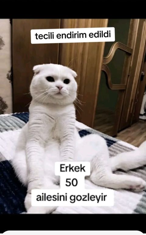 Şotland yastı qulaq, Erkək, Dişi, Yaxşı əllərə — Xırdalan