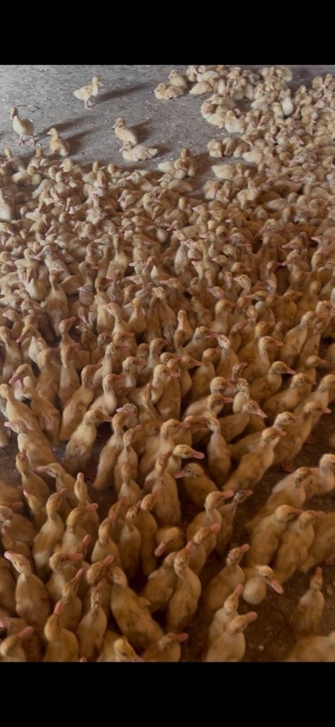 Pekin ördəkləri — Sumqayıt