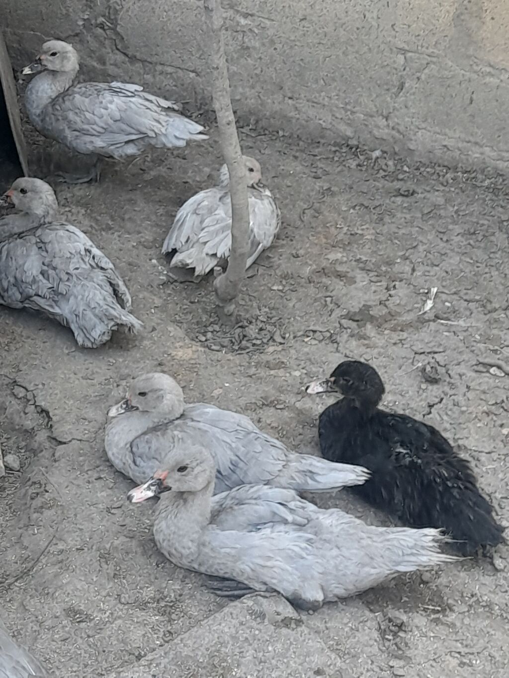 Lavanda lal ordekler satlir agri cekili heyvanlarin balasidi — Digərləri, Şamaxı (2)