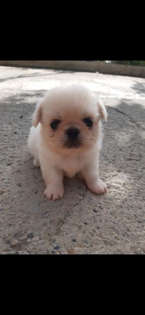Pekines balası — Bakı