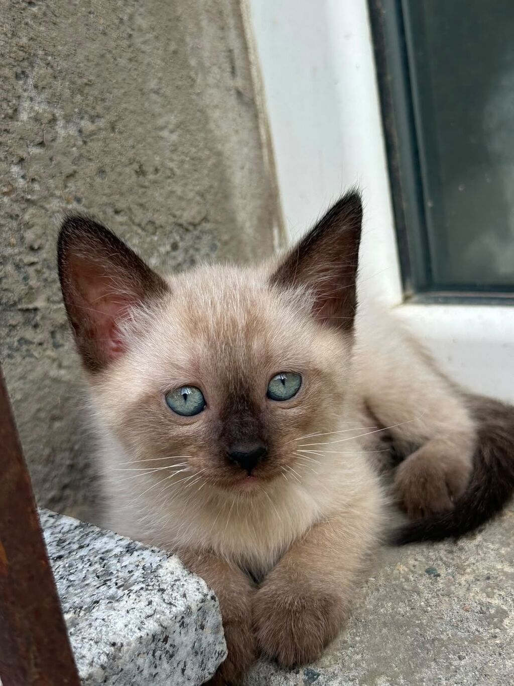 Siam — Pişiklər, Bakı