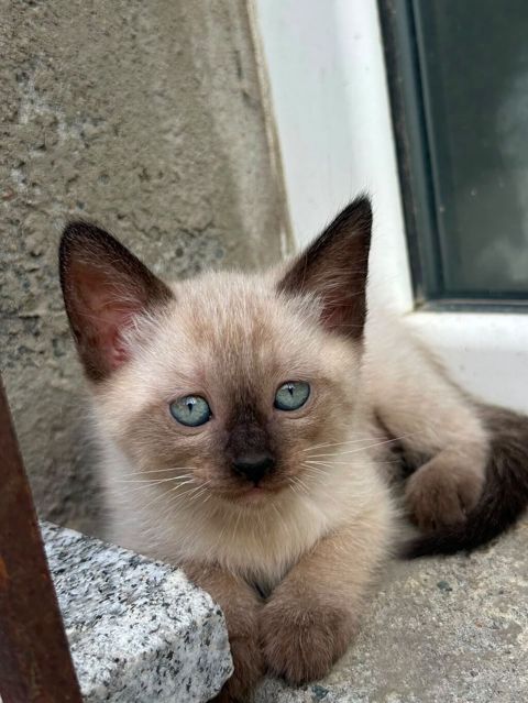 Siam — Bakı