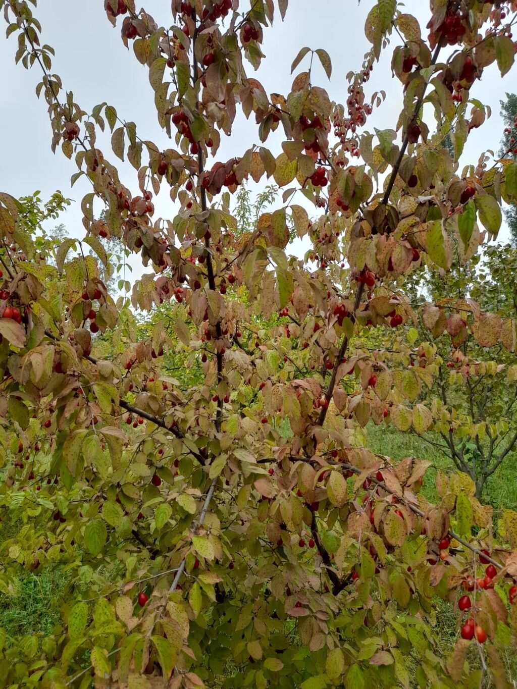 7 sot, Tikinti, Mülkiyyətçi, Kupça (Çıxarış) — Torpaq, Qusar (7)
