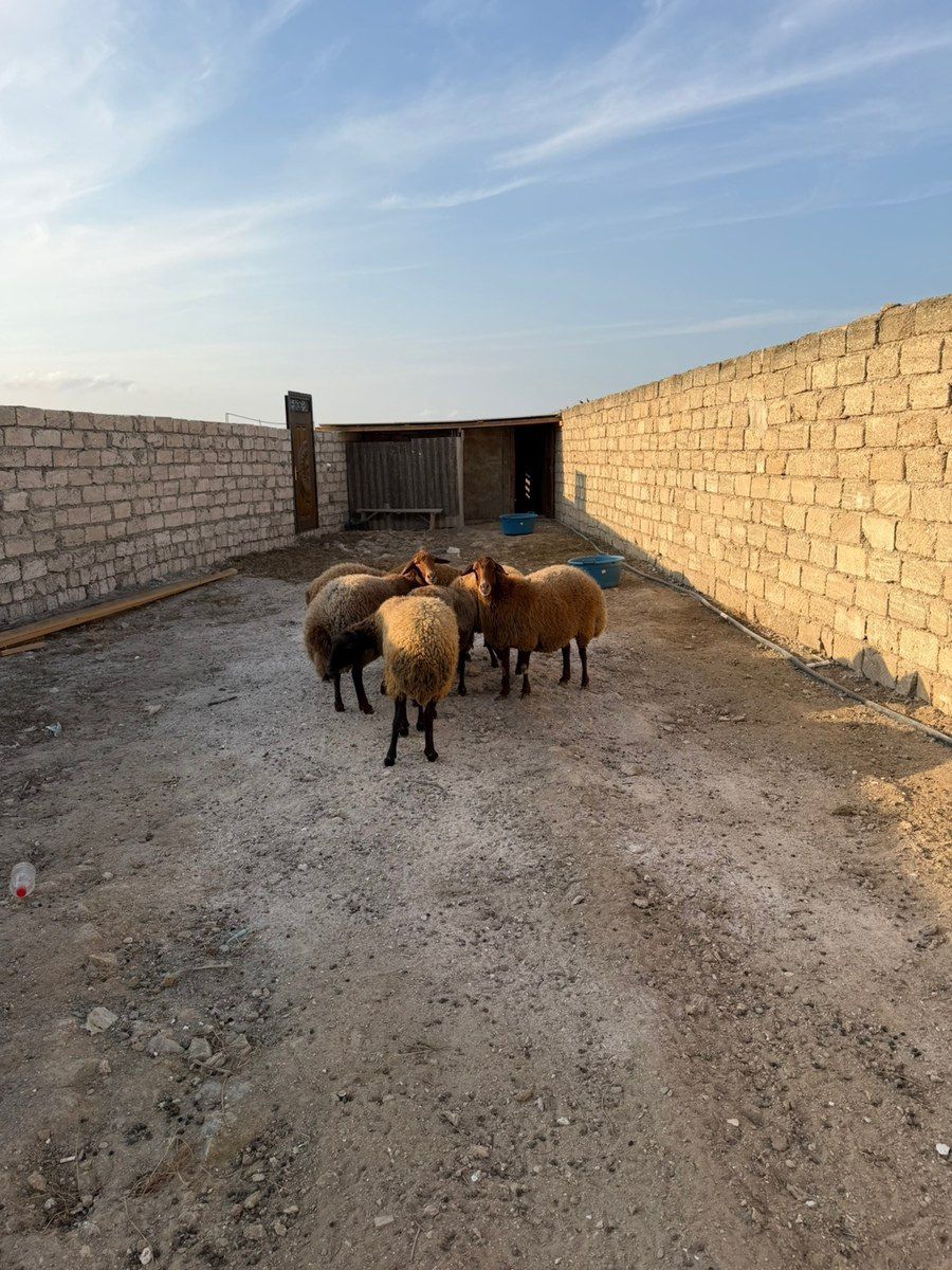 Qoçlar — Kənd təsərrüfatı heyvanları, Bakı (3)
