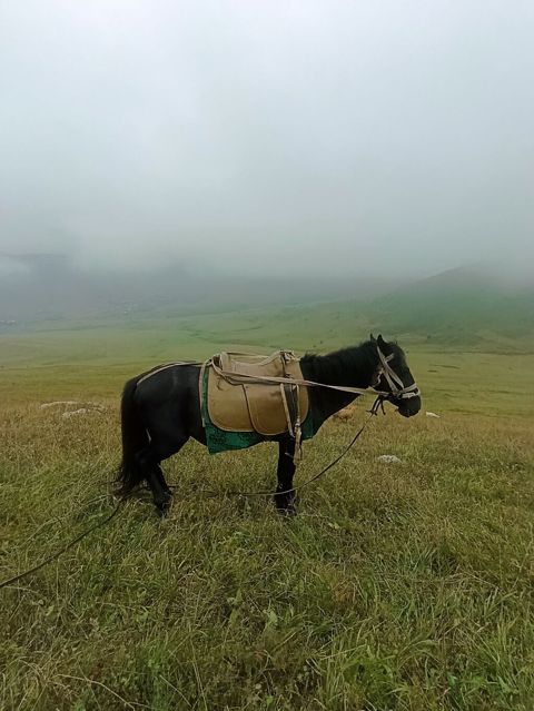 Erkək, il: 10 — Daşkəsən
