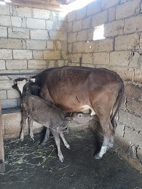 Salam aleykum birinci qarına dogmush duyedi altında dishi balası var — Sumqayıt