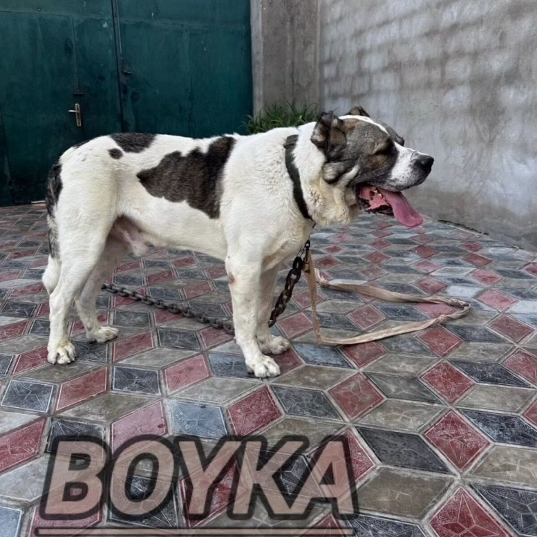 Alabay — Köpəklər, Bakı (4)