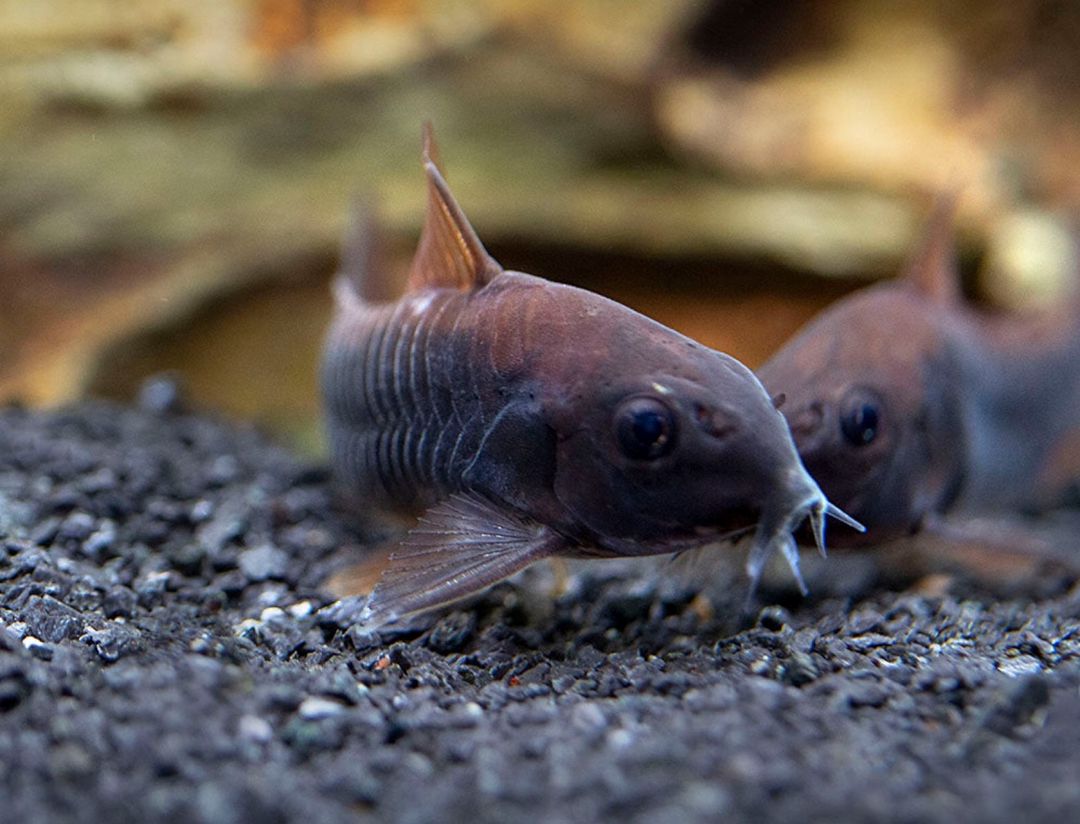 Koridoras Venezuella Black — Akvariumlar və balıqlar, Bakı (2)