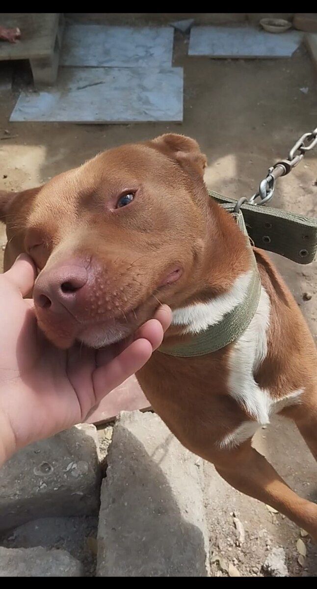 Pitbul — Köpəklər, Bakı (3)
