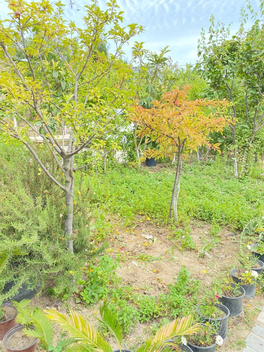 Həyət evi, Bilgəh Albalılıq — Ev, villa, Bakı (2)