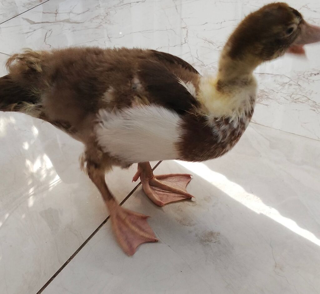 Salam balaca olanda uşaqçün almışdım.Şəraitim yoxdu satıram və ya — Digərləri, Bakı (2)