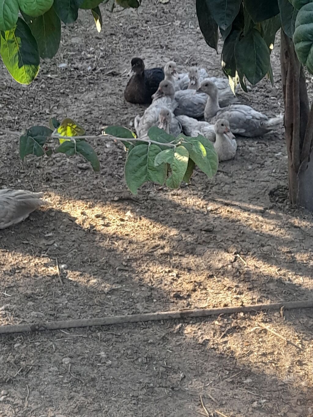 Lavanda lal ordekler satlir agri cekili heyvanlarin balasidi — Digərləri, Şamaxı (3)