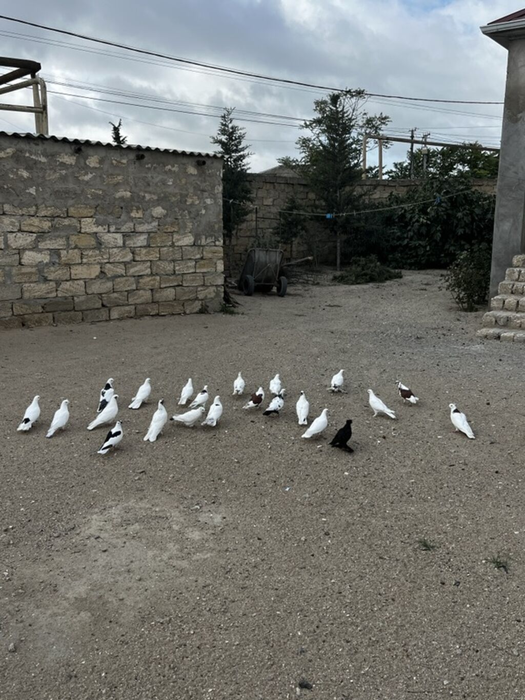 Tərgizmədi 20quşdu sonu 3.5dən — Göyərçin, Digah