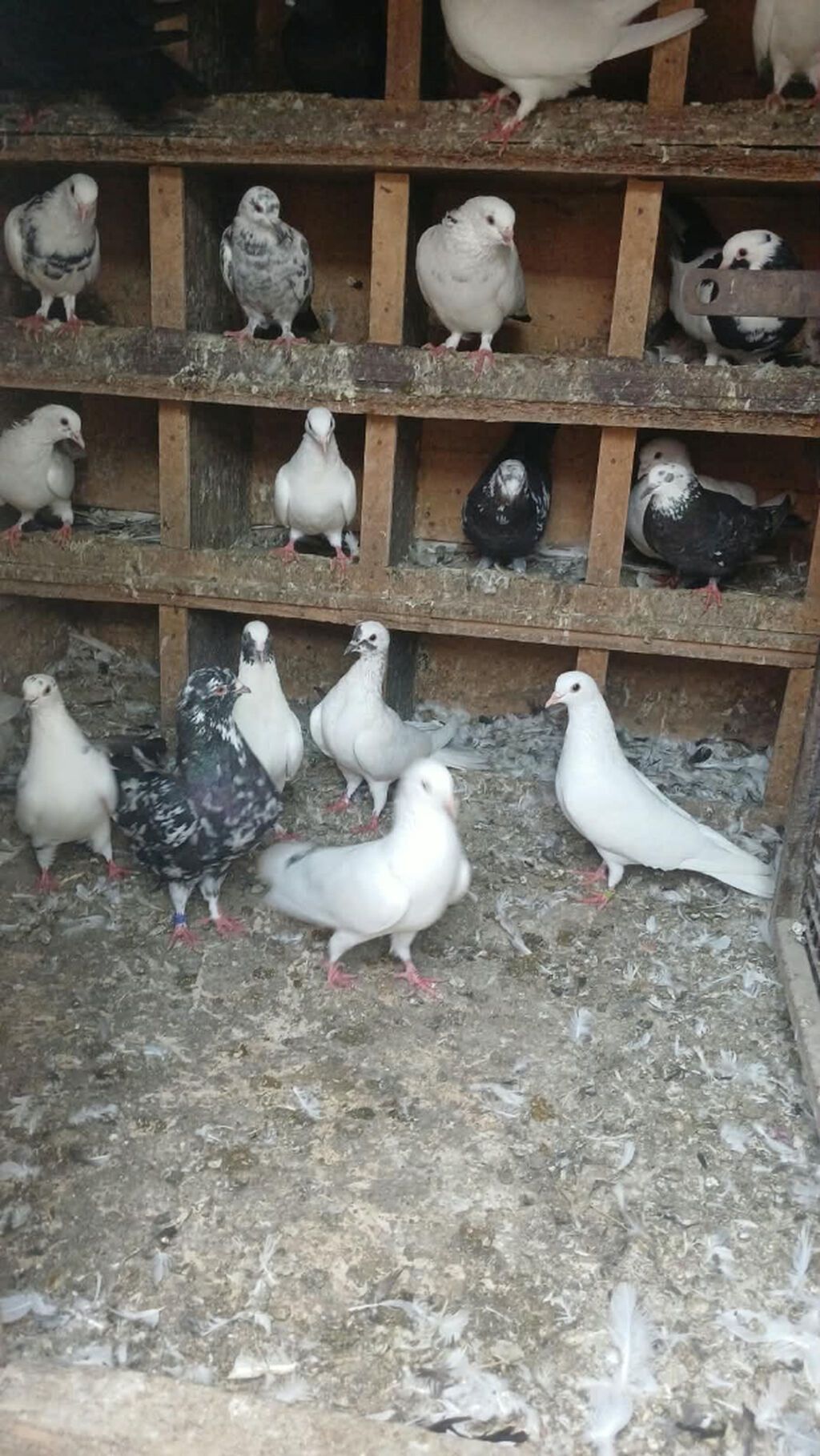 Salam qiymətdə razılaşma olacağ xaricə getdiyim üçün təcilli satılır — Göyərçin, Bakı (6)