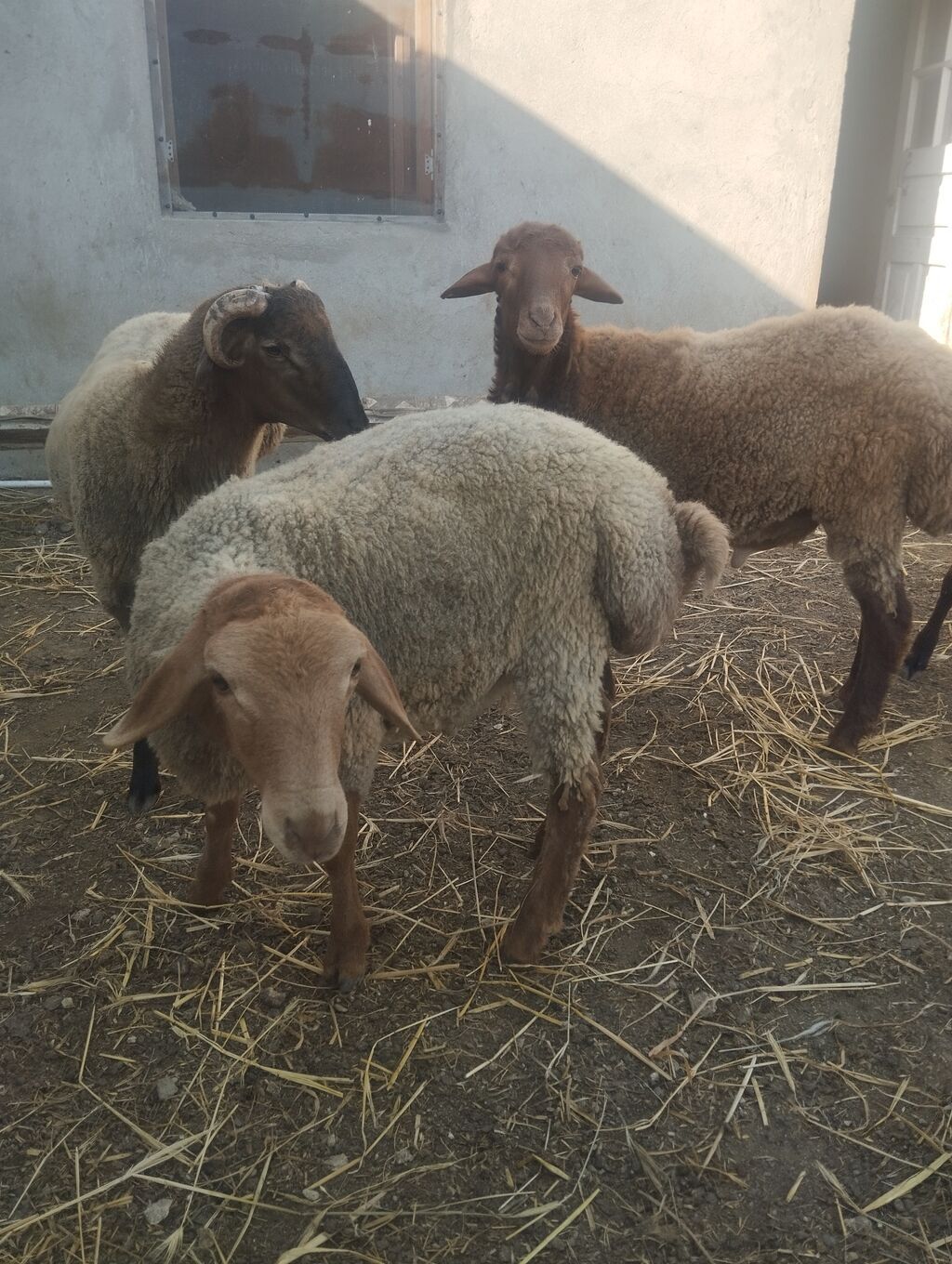 Şəkildə gördüyünüz 5 baş heyvanlar satılır, 4-nün diri çəkisi 40-45 kq — Kənd təsərrüfatı heyvanları, Digah (4)