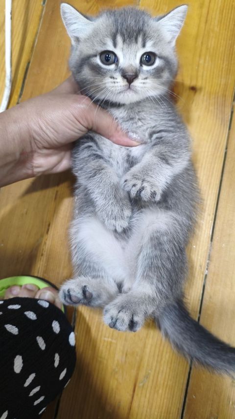 Şinşilla, Erkək, Dişi, Yaxşı əllərə, Ödənişli çatdırılma — Xırdalan