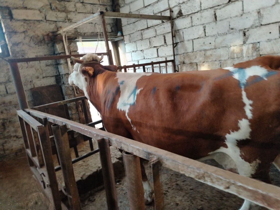 İnək — Kənd təsərrüfatı heyvanları, Bakı (9)