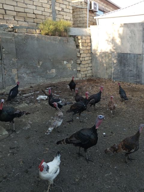 Fere untuwqalar satlir 6 dene bezleri yumurtlayir erkekde var 4 — Masazır