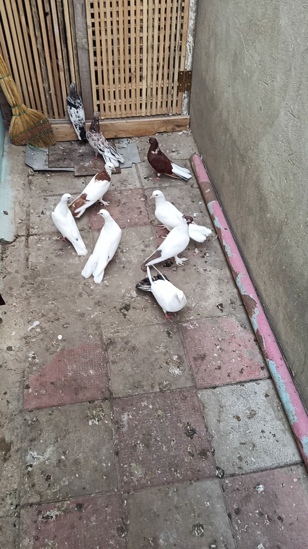 9 dənədi kom biri 7 manat qiymət sondu ünvan Biləcəri — Göyərçin, Bakı