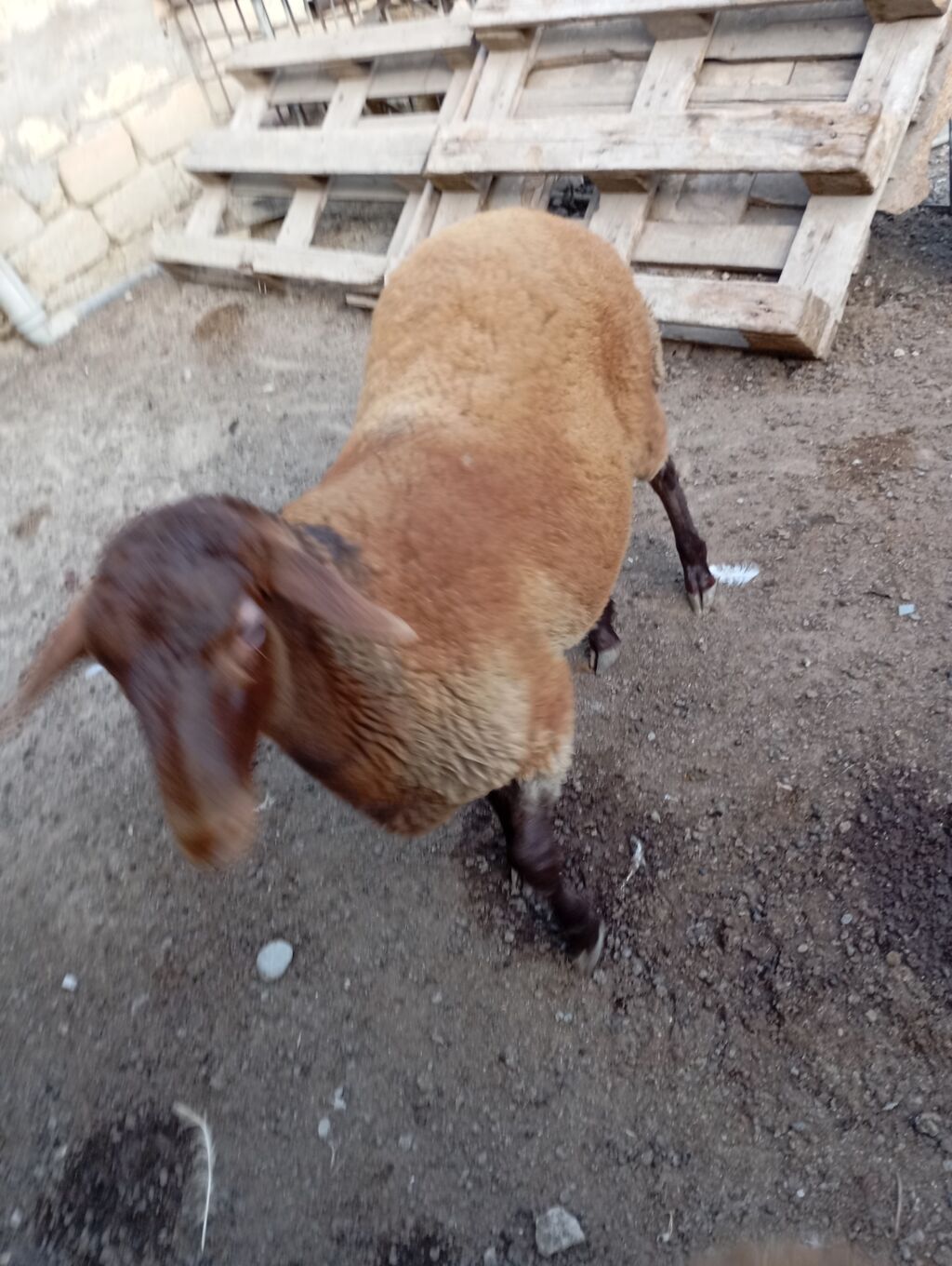 Erkey togludu fevral quzusudu — Kənd təsərrüfatı heyvanları, Xırdalan (2)