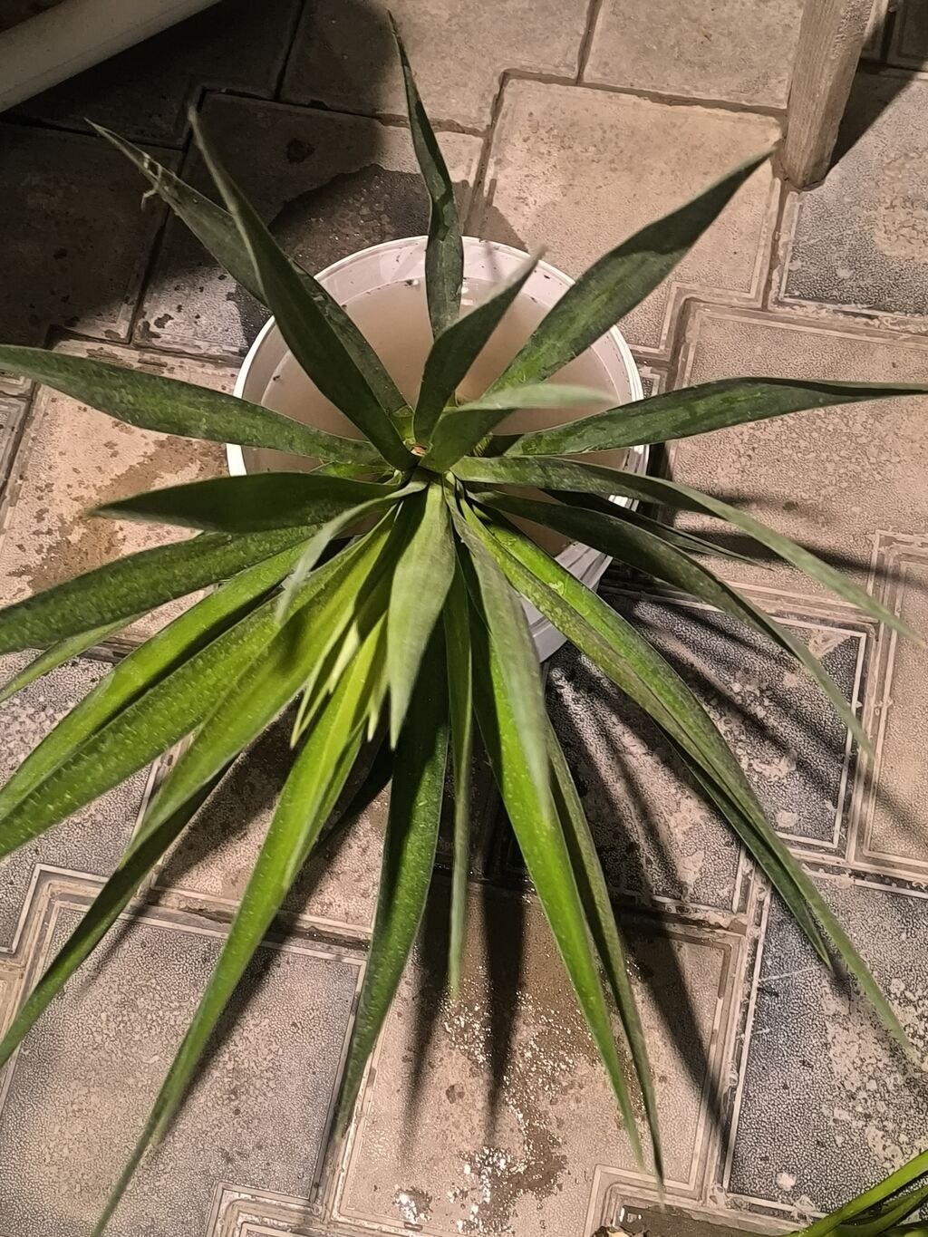 Yucca (yucca filamentosa tipli) – dekorativ otaq və ya həyətyanı üçün — Qapı bitkələri, Masazır