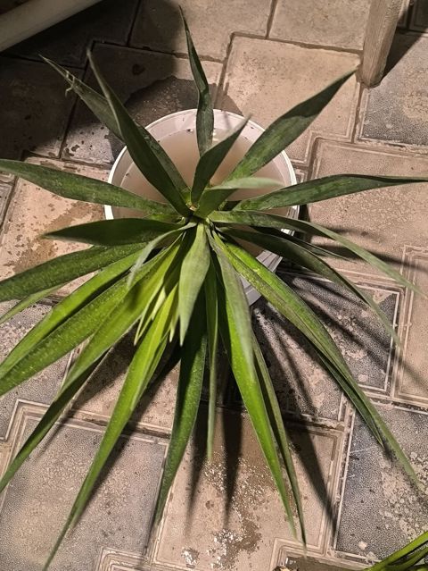 Yucca (yucca filamentosa tipli) – dekorativ otaq və ya həyətyanı üçün — Bağ və bağça