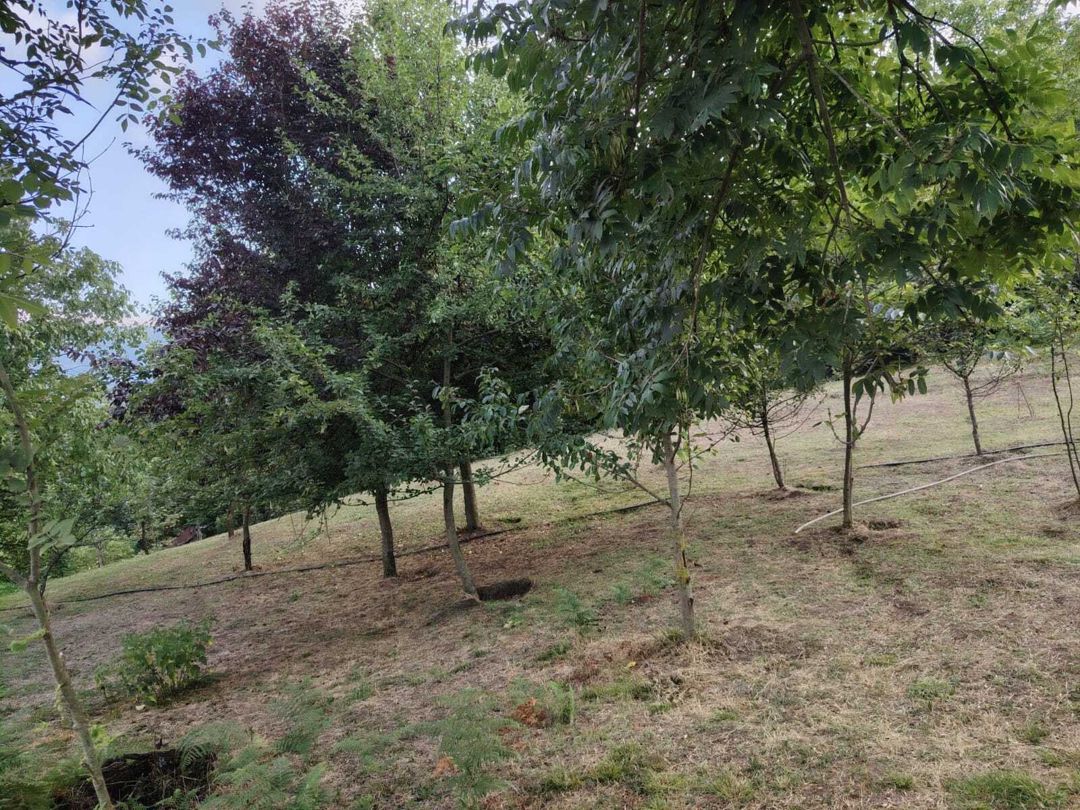 Satılır torpaq 4 sot — Torpaq, Lerik (8)