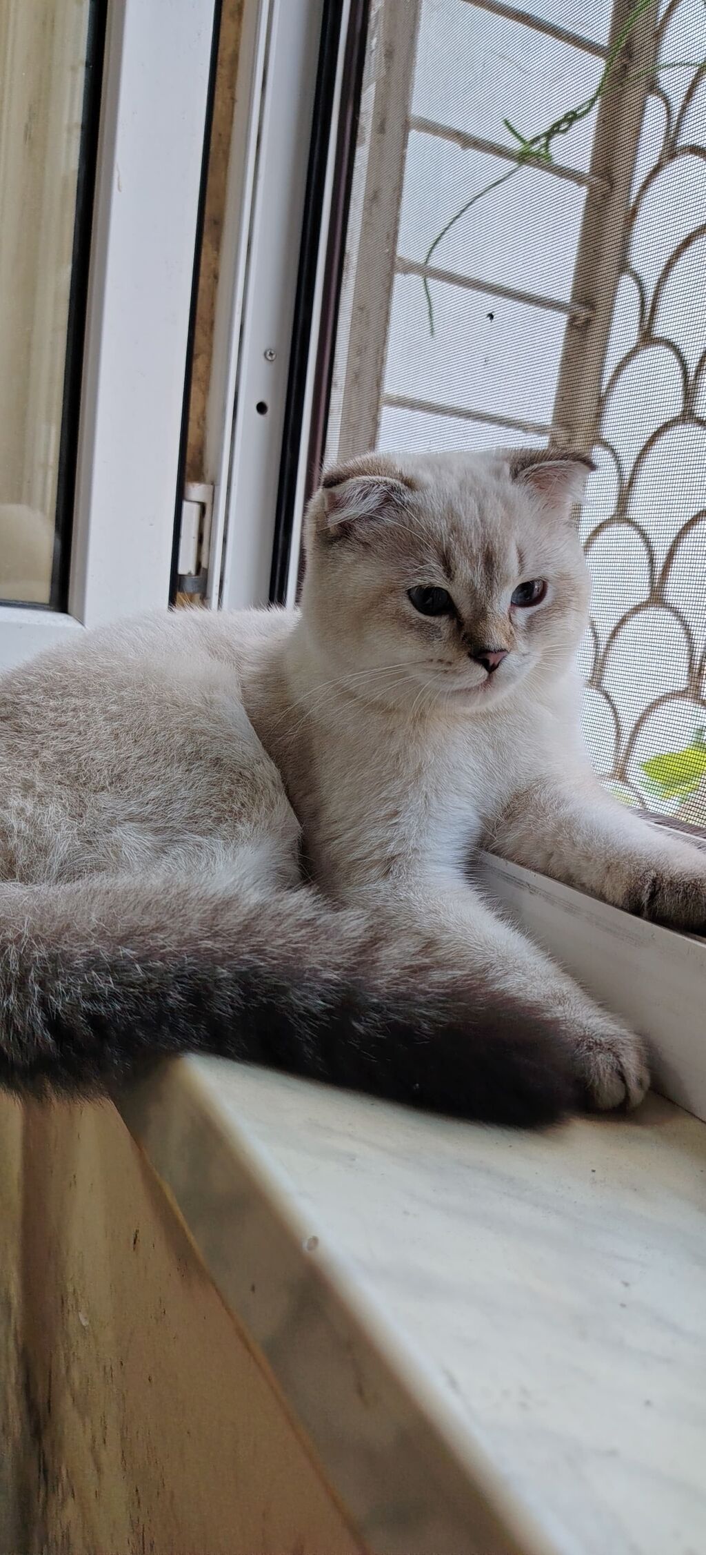 Şotland yastı qulaq, Erkək, Yaxşı əllərə, Ünvandan götürmə — Pişiklər, Xırdalan (4)