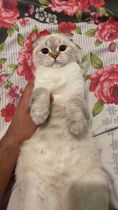 Şotland — Bakı