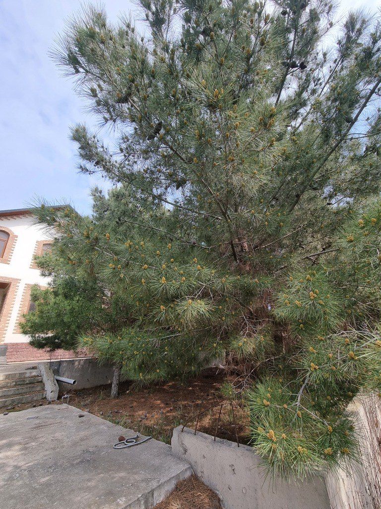 Satılır həyət evi/bağ evi 450 m² — Ev, villa, Bakı (7)
