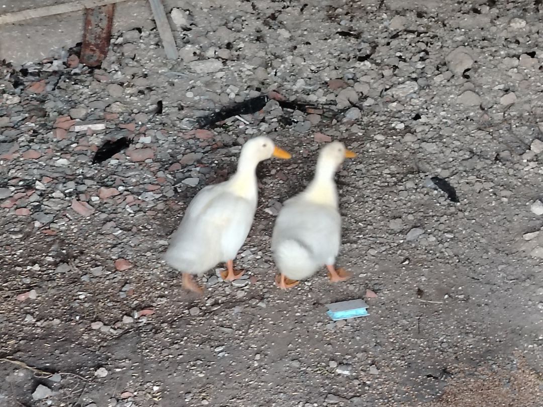 Yaponka toyuq və ördək — Quşlar, Bakı (5)
