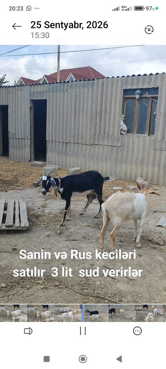 Keçilər — Kənd təsərrüfatı heyvanları, Bakı (4)
