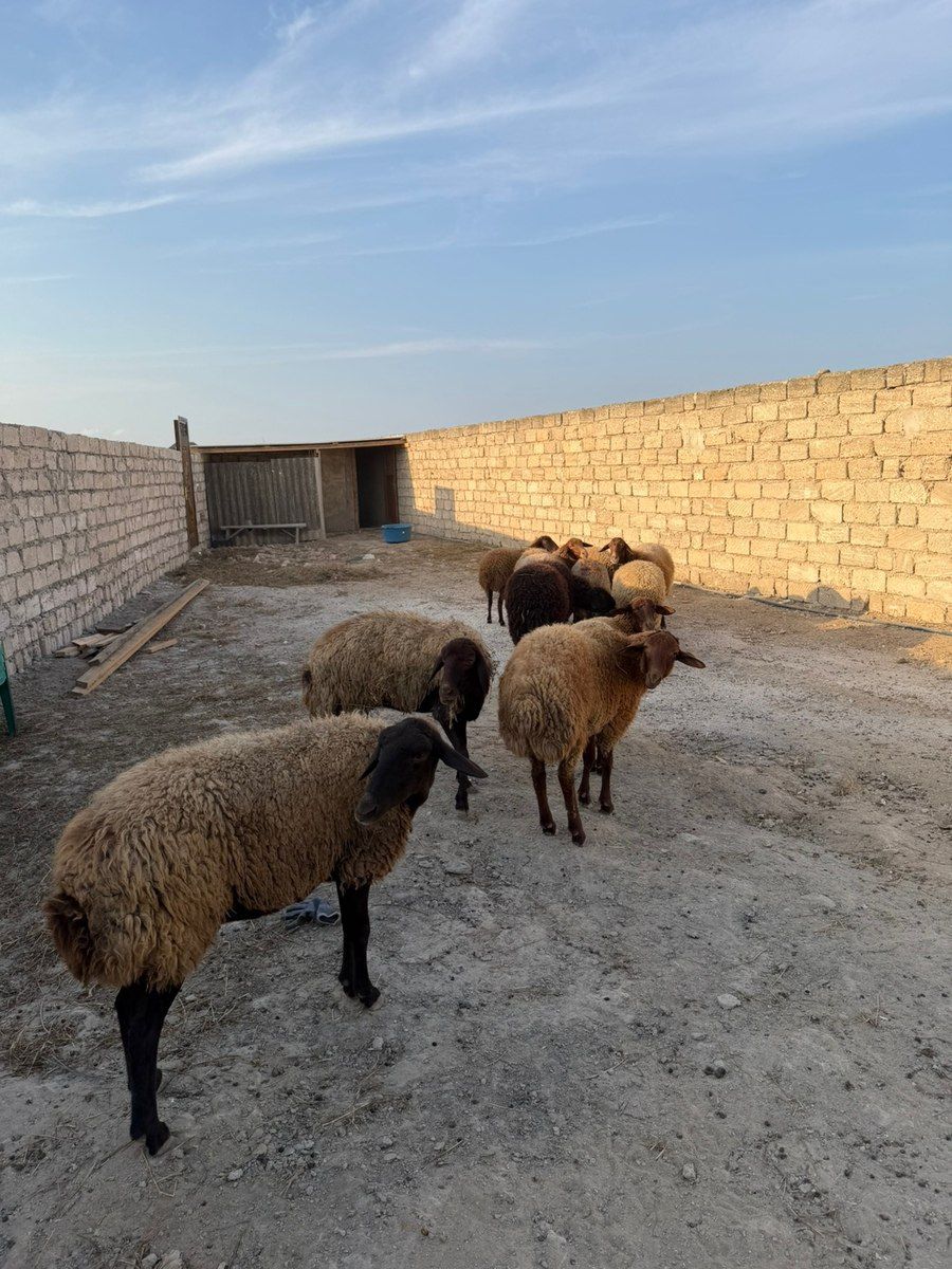 Qoçlar — Kənd təsərrüfatı heyvanları, Bakı (7)