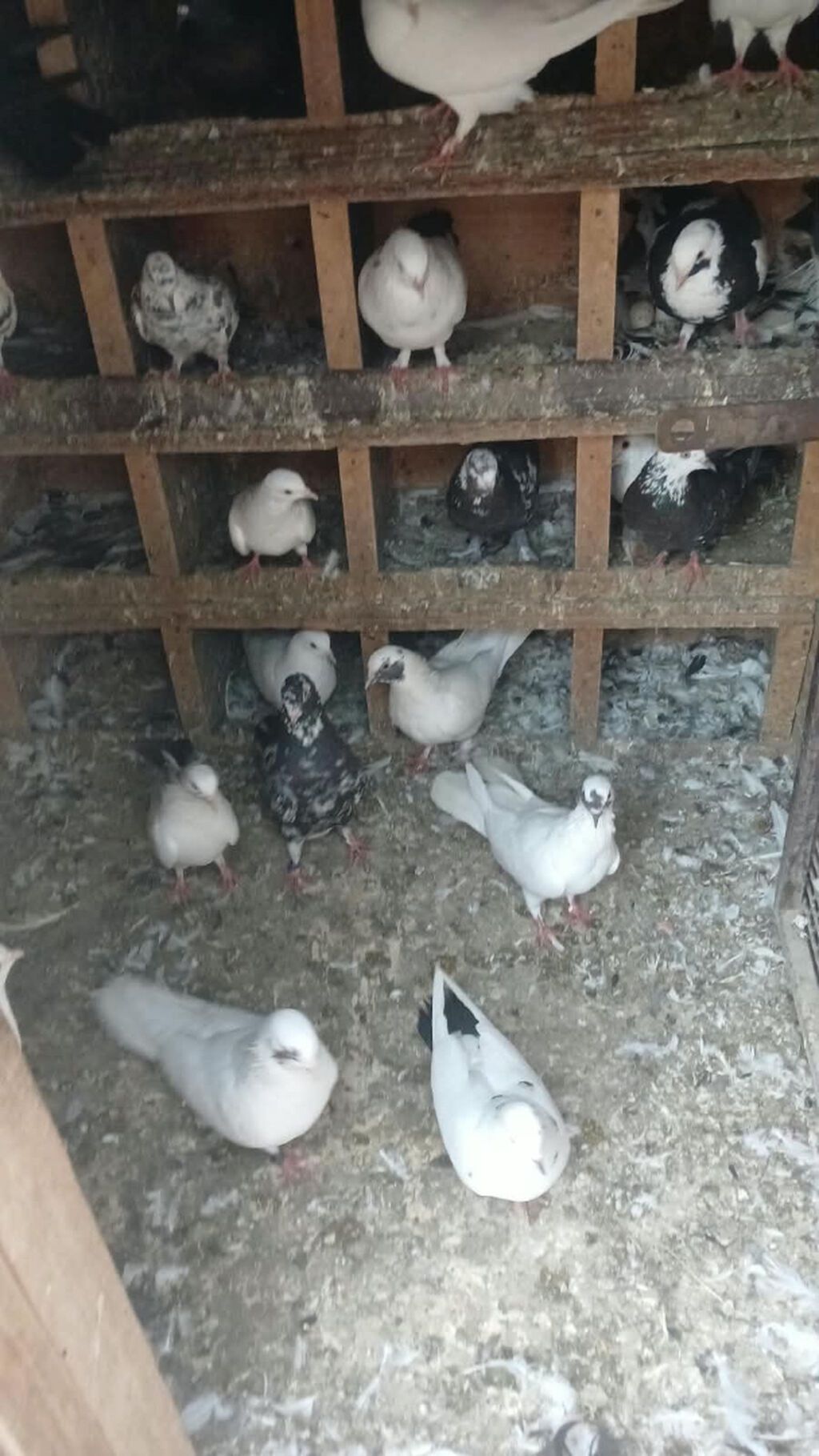Salam qiymətdə razılaşma olacağ xaricə getdiyim üçün təcilli satılır — Göyərçin, Bakı (3)