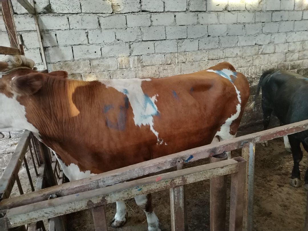 İnək — Kənd təsərrüfatı heyvanları, Bakı (10)