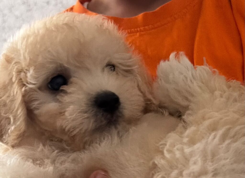 Maltipoo balası – krem rəngli, qıvırcıq tüklü, kiçik ölçülü ev iti — Digər, Digah (2)