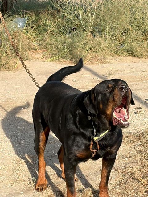 Rotveyler, 2 il, Erkək, Rayonlara çatdırılma — Mehdiabad