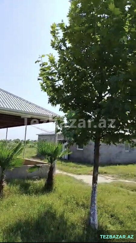 Salyanda Ferma Satılır — Torpaq, Salyan (10)