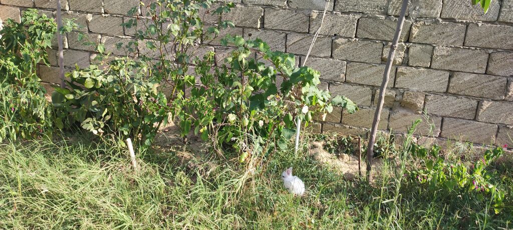 2 sot, Tikinti, Mülkiyyətçi, Kupça (Çıxarış) — Torpaq, Digah (9)