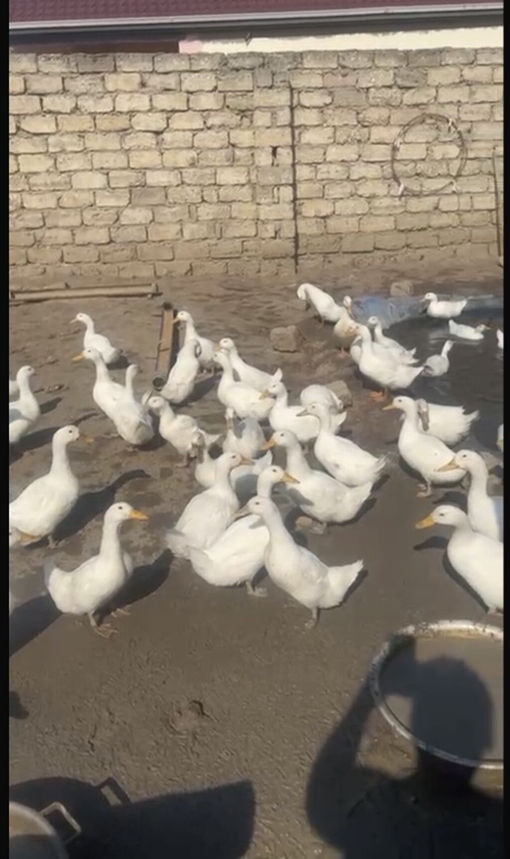 Salam kim isdəsə yazsın 2 ay yarmlığ pekin 12 manatdan təcli satlır — Digərləri, Bakı