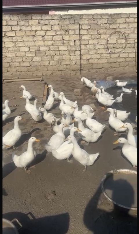 Salam kim isdəsə yazsın 2 ay yarmlığ pekin 12 manatdan təcli satlır — Bakı