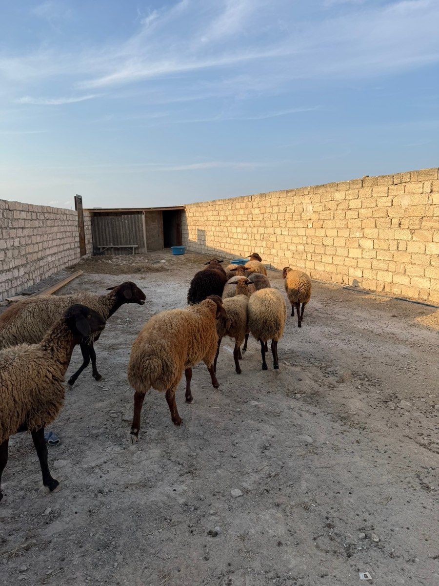 Qoçlar — Kənd təsərrüfatı heyvanları, Bakı (6)