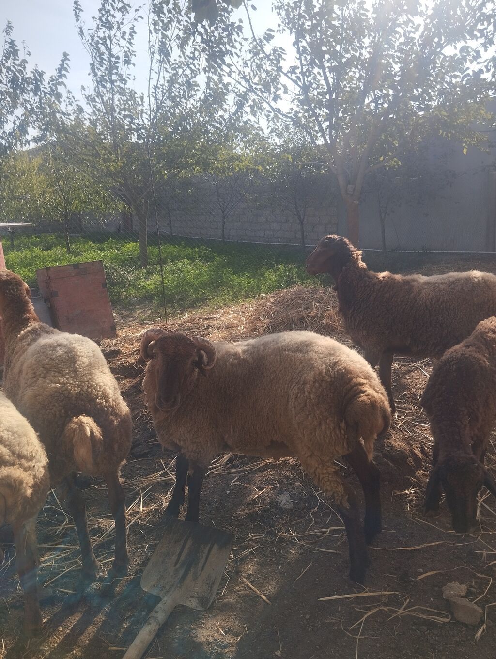 Şəkildə gördüyünüz 5 baş heyvanlar satılır, 4-nün diri çəkisi 40-45 kq — Kənd təsərrüfatı heyvanları, Digah (2)