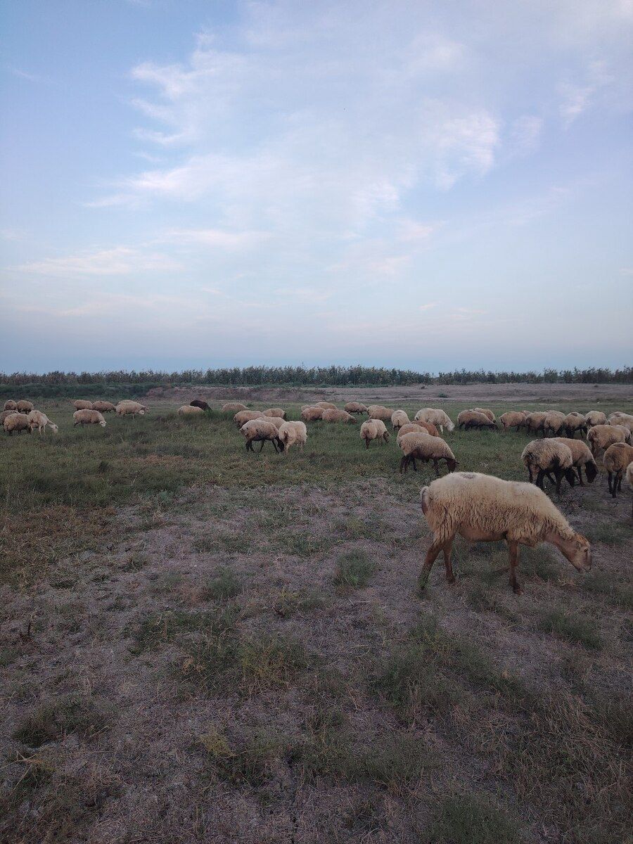 Qoyunlar — Kənd təsərrüfatı heyvanları, Şabran (6)
