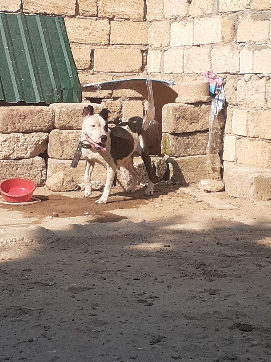 Pitbul — Köpəklər, Bakı (4)